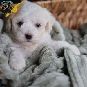 Tiny-Noelle, Bichon Frise Puppy